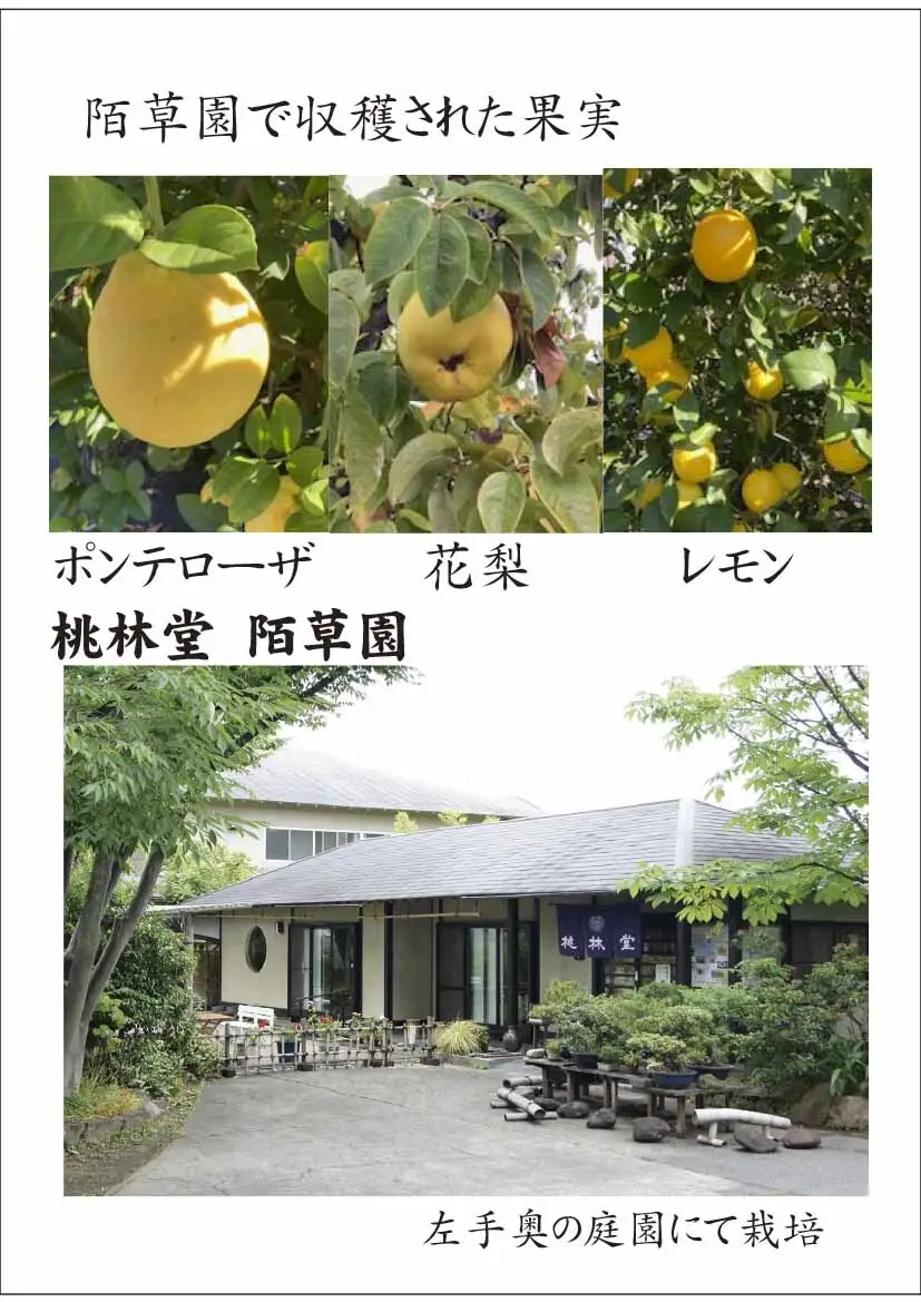 B326　風土菓　特選五智果