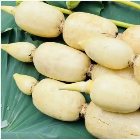 【毎月定期便】肉厚でシャキシャキの食感と甘みが特徴　　掘りたて れんこん　2Kg(2～4本)全3回【配送不可地域：離島】【4092934】