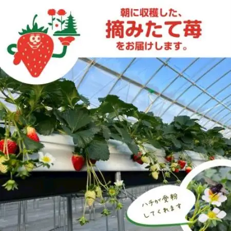 【古都華 × ならあかり】食べ比べセット　2パック(8～15粒入り/1pc)【配送不可地域：離島・北海道・沖縄県・東北】【1783654】