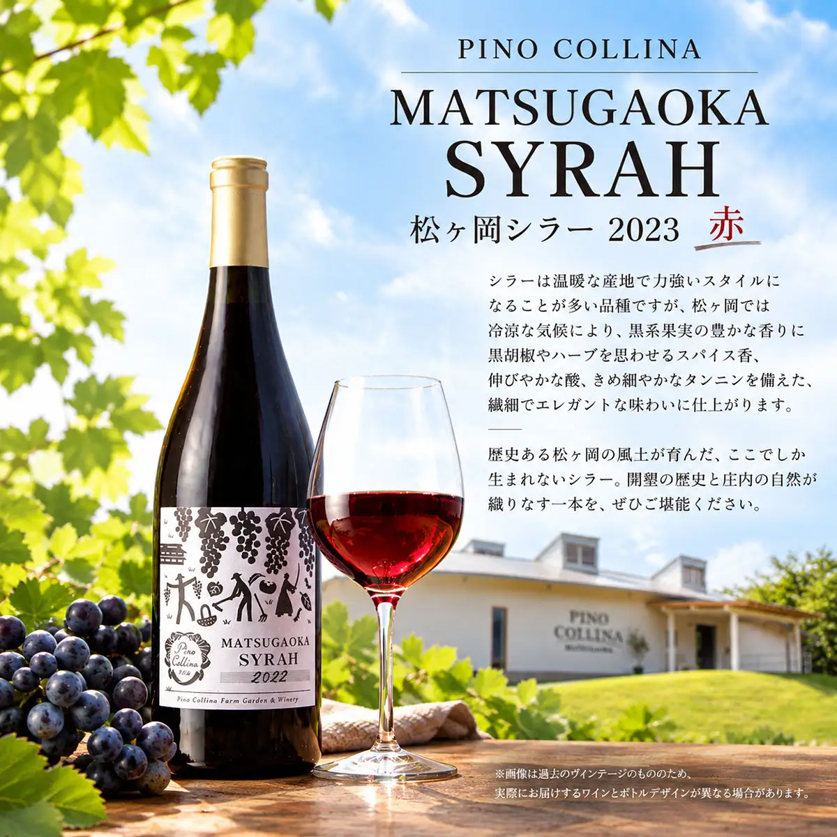 ピノ・コッリーナ　松ヶ岡シラー 2023 赤ワイン 750ml　株式会社エルサン | 国産 日本ワイン
