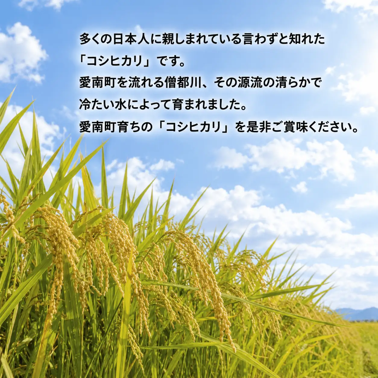 先行予約 新米 令和9年産 コシヒカリ 5kg 10000円 お米 白米 精米 米 愛南町 愛媛県