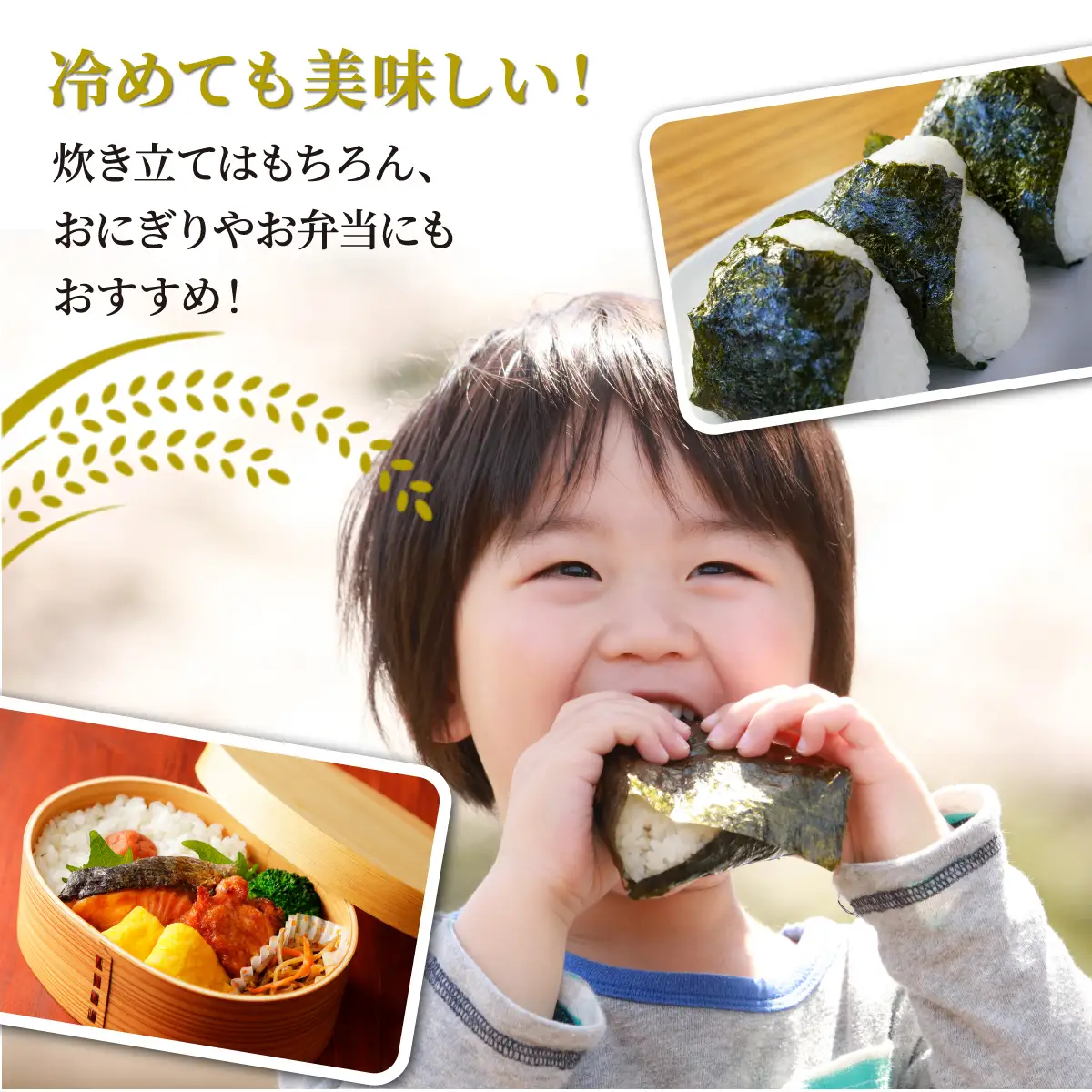 令和8年度産 キヌヒカリ 白米 9kg | 能勢トライファーム | 米 新米 キヌヒカリ 単一原料米 ふっくら あっさり 和食 お弁当 おにぎり | 大阪府 能勢町 送料無料