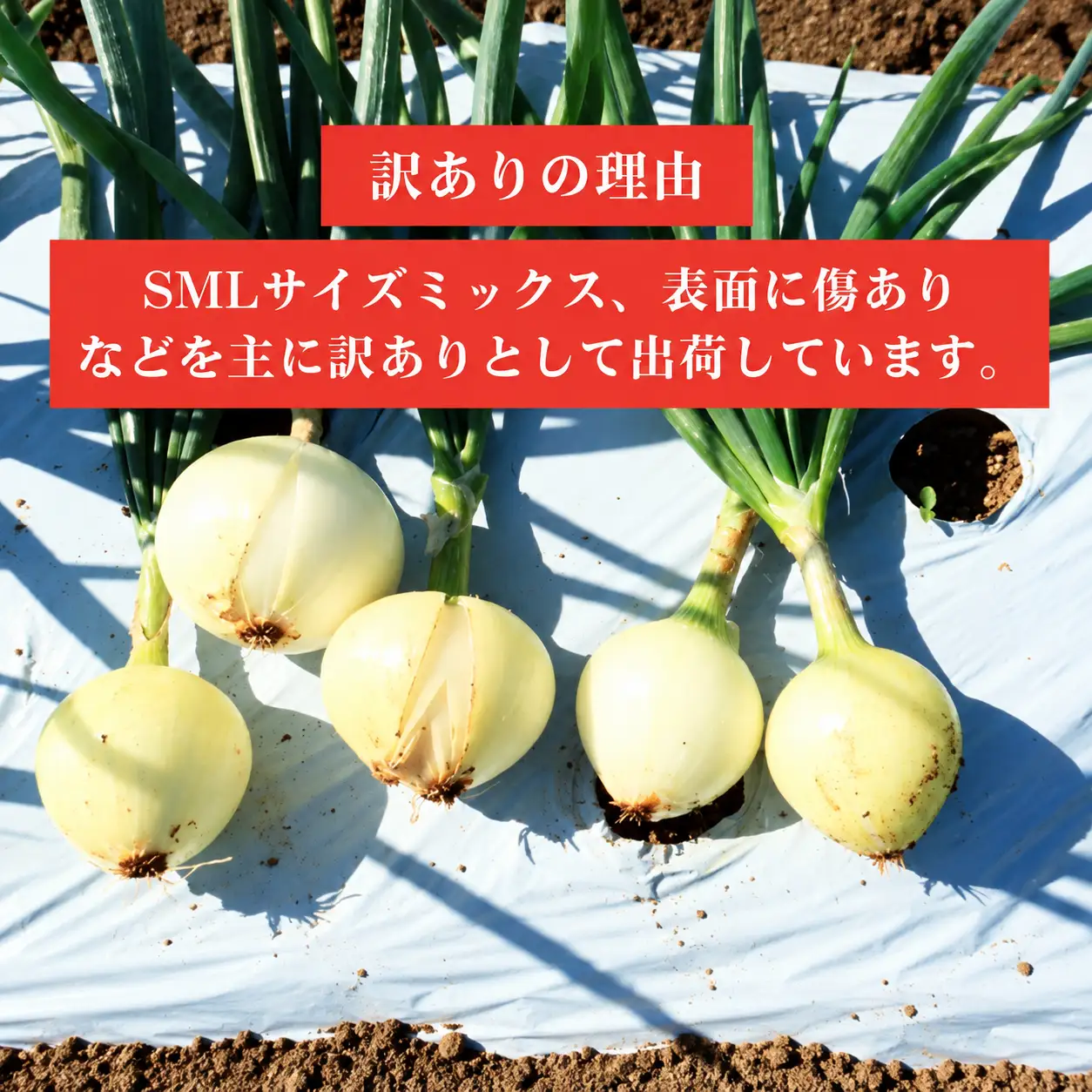 【先行予約:2026年 11月下旬より順次発送】 訳あり 新たまねぎ 2kg シルクオニオン 野菜 サラダ 玉ねぎ たまねぎ 新玉 スープ カレー サイズミックス 大小 傷 国産 オニオン 常温 送料無料 愛媛県 愛南町青果市場 2026年 11月下旬
