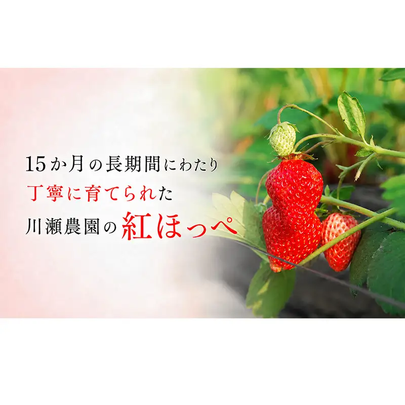 川瀬農園の紅ほっぺ　2パック