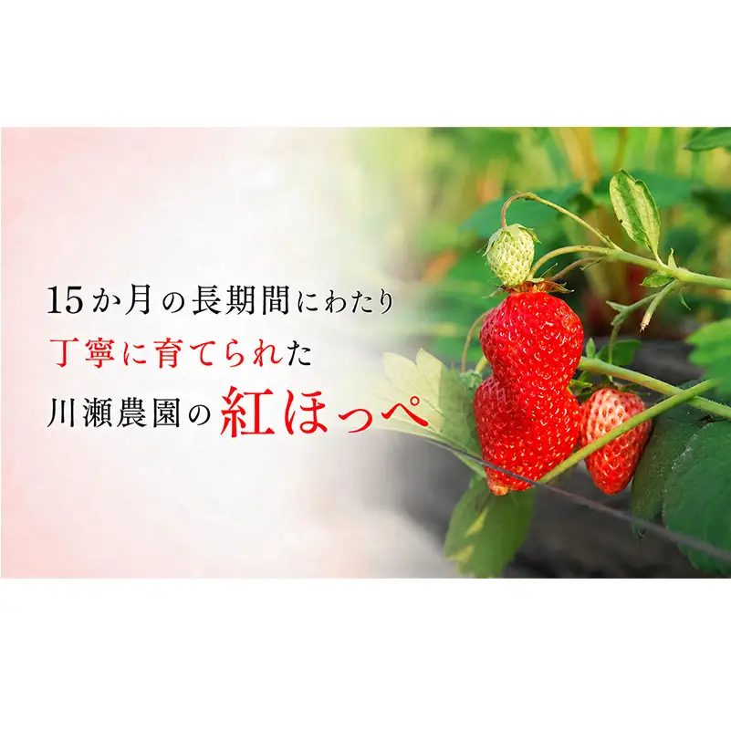川瀬農園の紅ほっぺ　４パック
