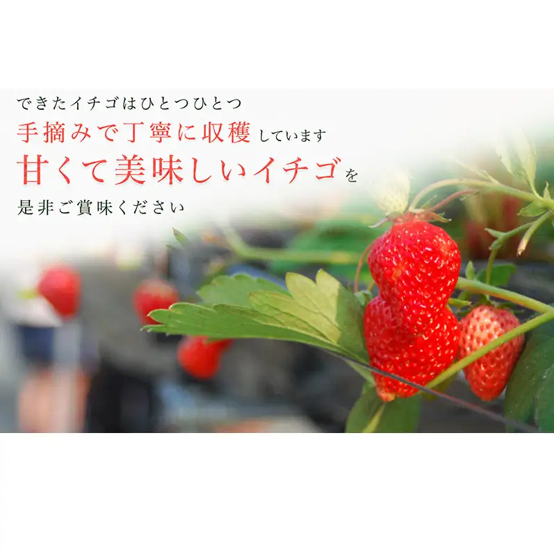 川瀬農園のいちご食べ比べセット　４パック