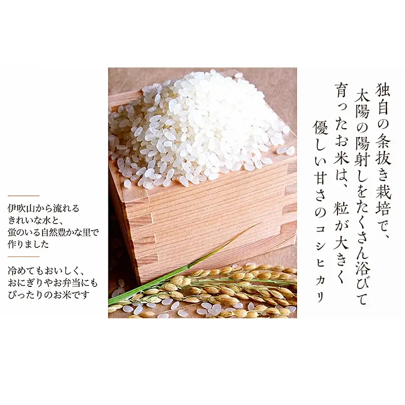 【令和8年産新米】【定期便】蛍の里のコシヒカリ　10kg×隔月3か月お届け