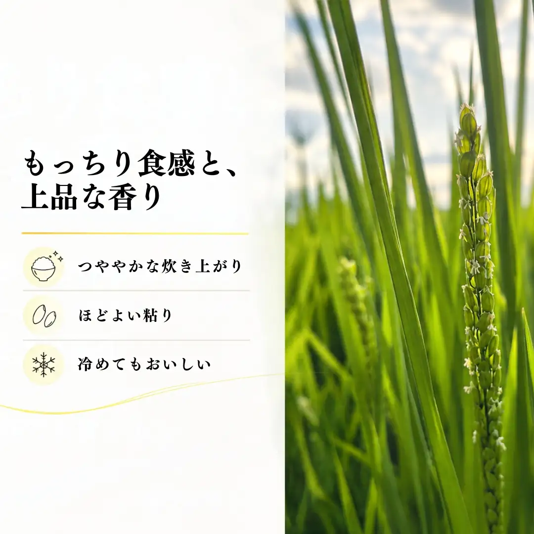 【6ヶ月定期便】【令和8年産 コシヒカリ】魚沼産コシヒカリ 特別栽培米 10kg(5kg×2袋) | 新潟県産コシヒカリ 魚沼産こしひかり 米 お米 こしひかり 白米 精米 ブランド米 津南町 米処やえざわ