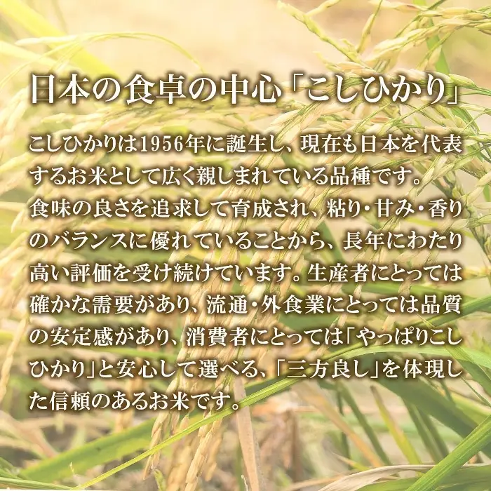 782 茨城県産 こしひかり 特別栽培米 10kg (5kg×2袋) 令和8年産 精米【米農家もろちゃん】