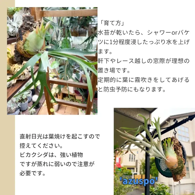 ビカクシダ(コウモリラン) オリジナル スポア株 'azuspo' コルク仕立て
