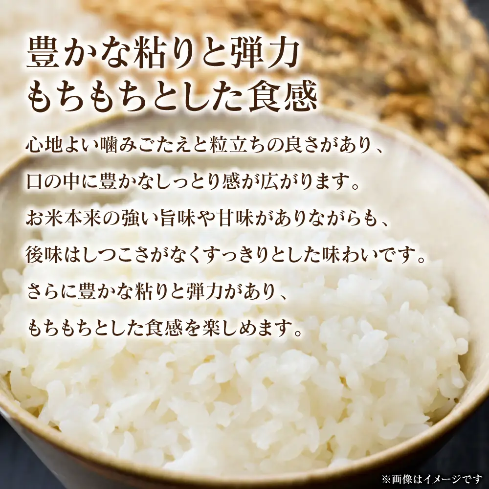 精米 《令和7年産》 森のくまさん 5kg×1袋  精米