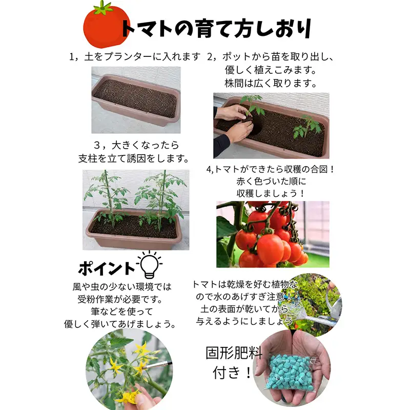 産地直送！（ミニ）トマト+季節の野菜の苗詰め合わせセット（6ポット） ミニトマト 野菜 苗 セット 栽培 ガーデニング F6L-1534