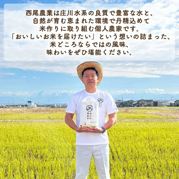R8年米 大江の黄金米 コシヒカリ20kg（5kg×4） ｜ 射水市 西尾農業 黄金米 射水の美味しいお米 精米