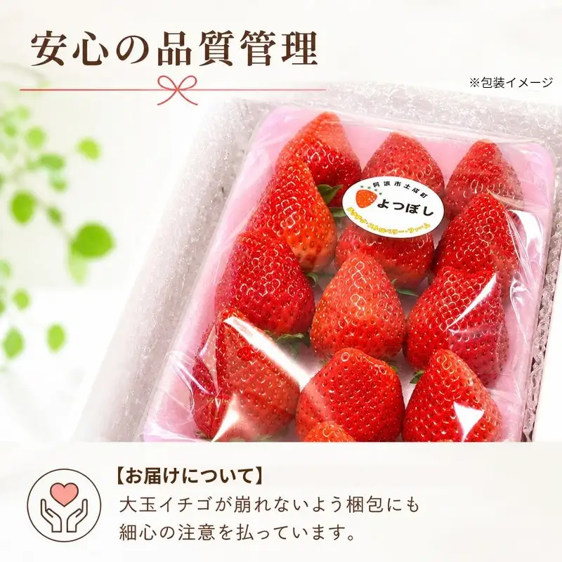  大玉 よつぼし 1パック 400g 大玉 2L以上サイズ 【 いちご 】