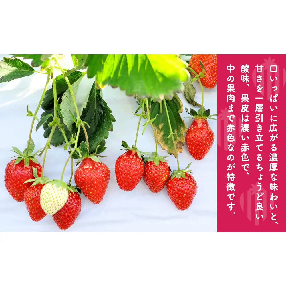晴苺（はれいちご）【数量限定５０セット】※2027年1月下旬から発送開始