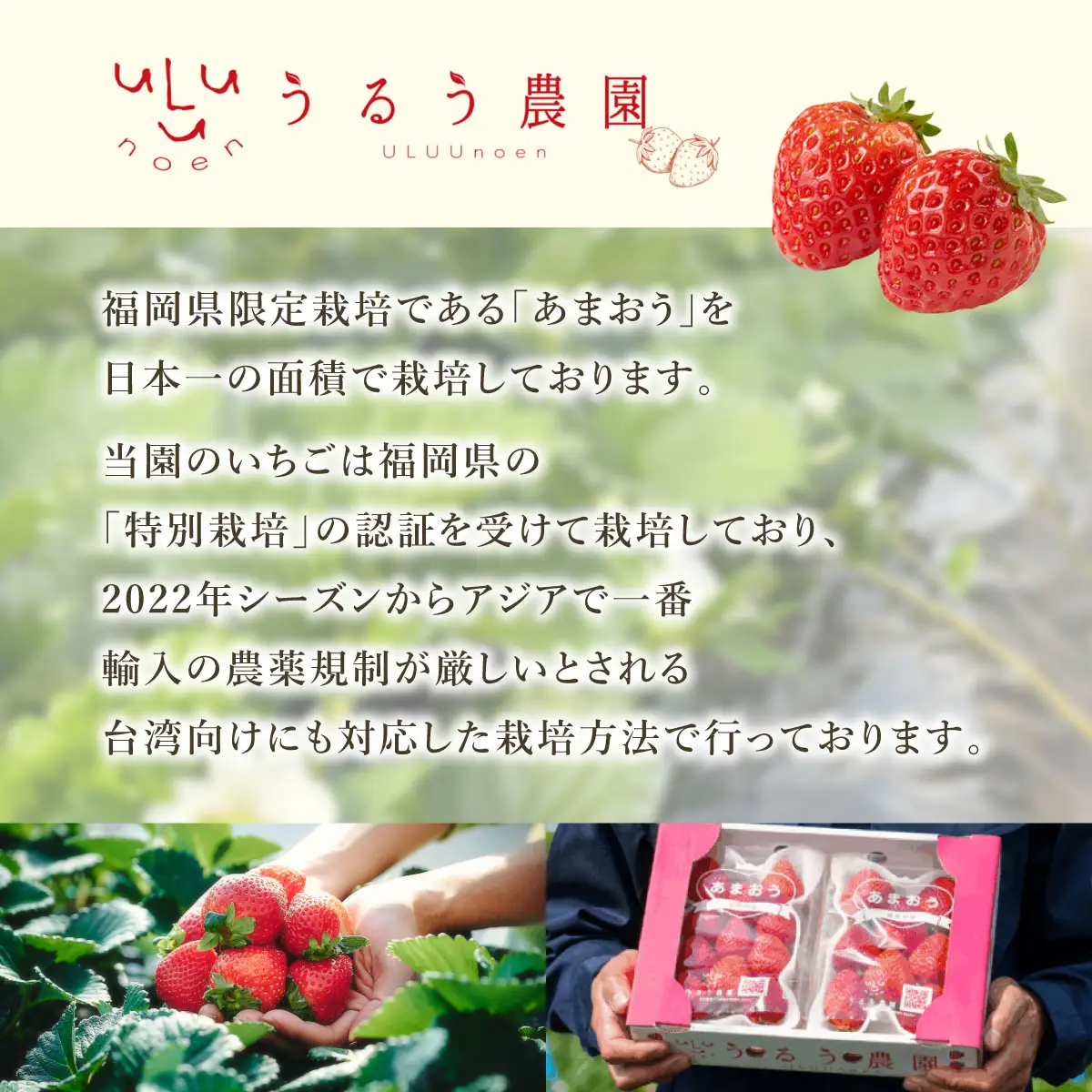 【2027年3月～4月発送】うるう農園のあまおうDX 約250g～270g×6P(約1620g)