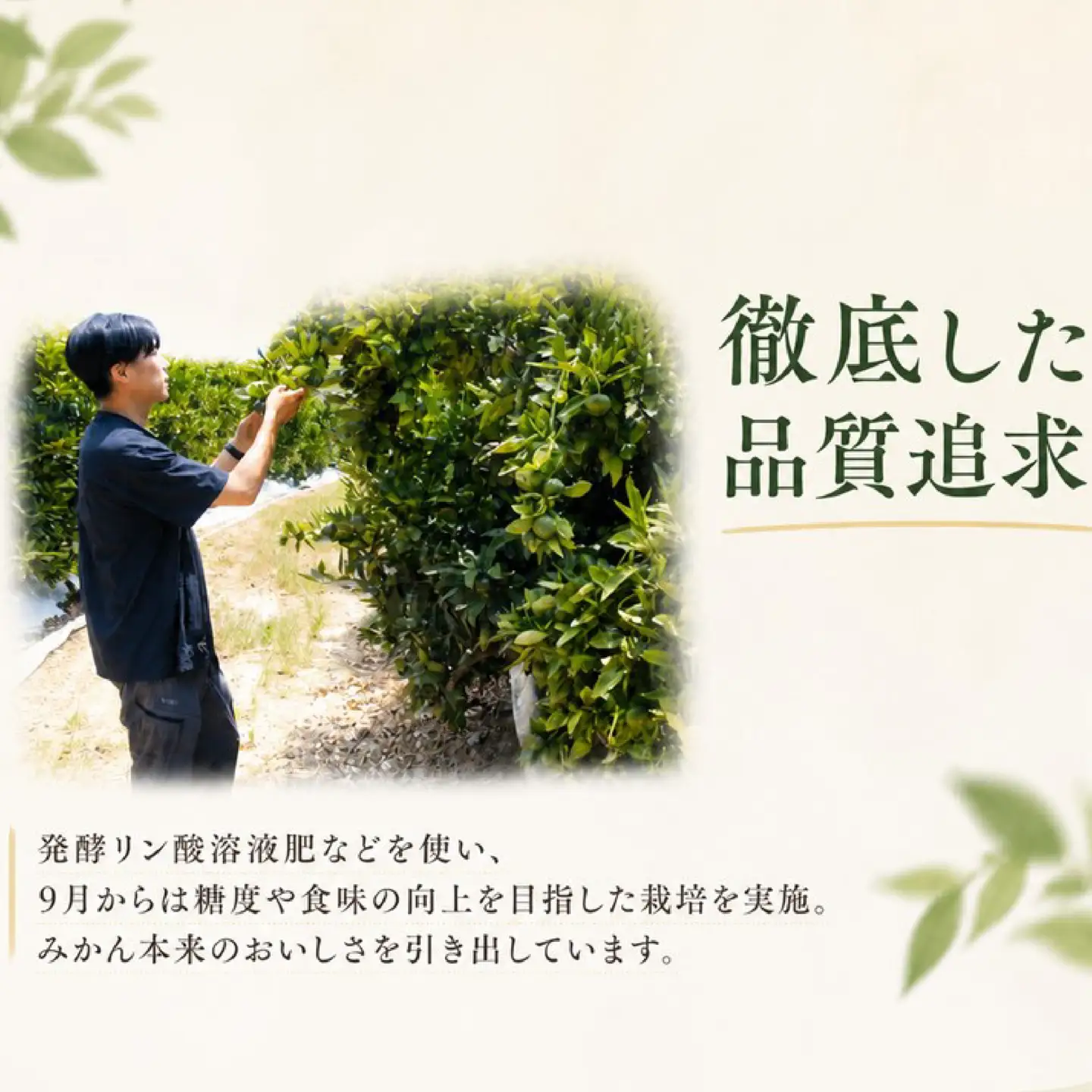 【 訳あり 】 温州みかん 5kg みかん ミカン 蜜柑 柑橘 