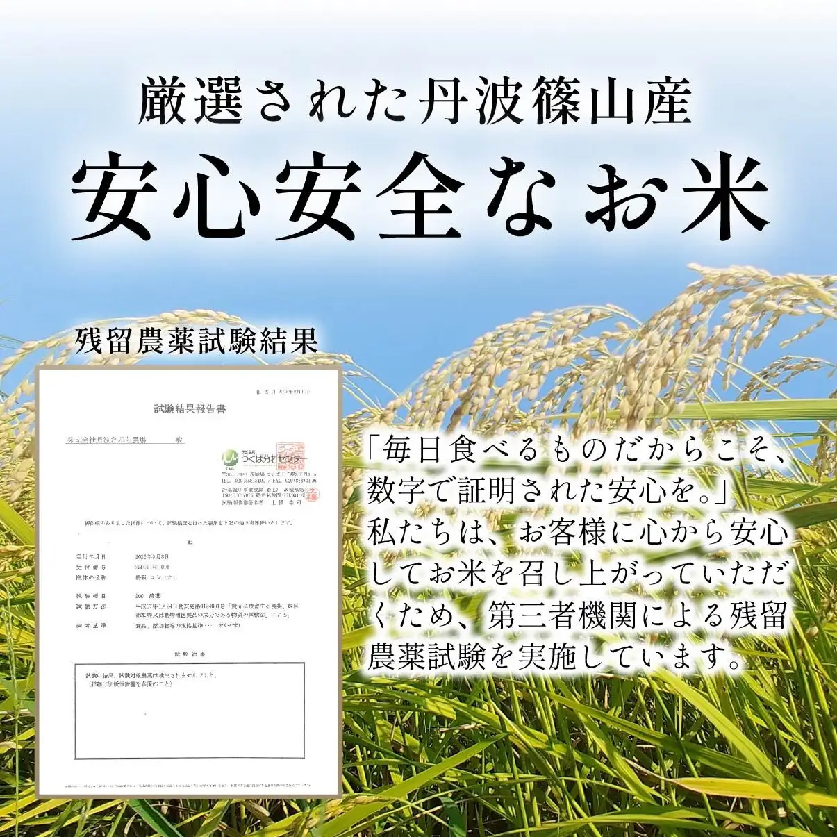 玄米 定期便 新米 丹波篠山産 特別栽培米コシヒカリ 10kg×3回 定期便 玄米