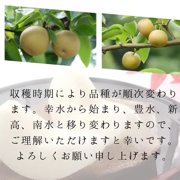 秋の味覚 和梨（幸水・豊水・新高・南水） 家庭用 約3kg 和梨 フルーツ 果物 産地直送 デザート【BARUバイオジャパン吉村(株)】[B3-99007]
