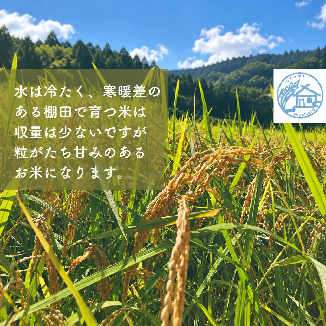 【令和8年産】佐渡産コシヒカリ 精米5kg ミライサト