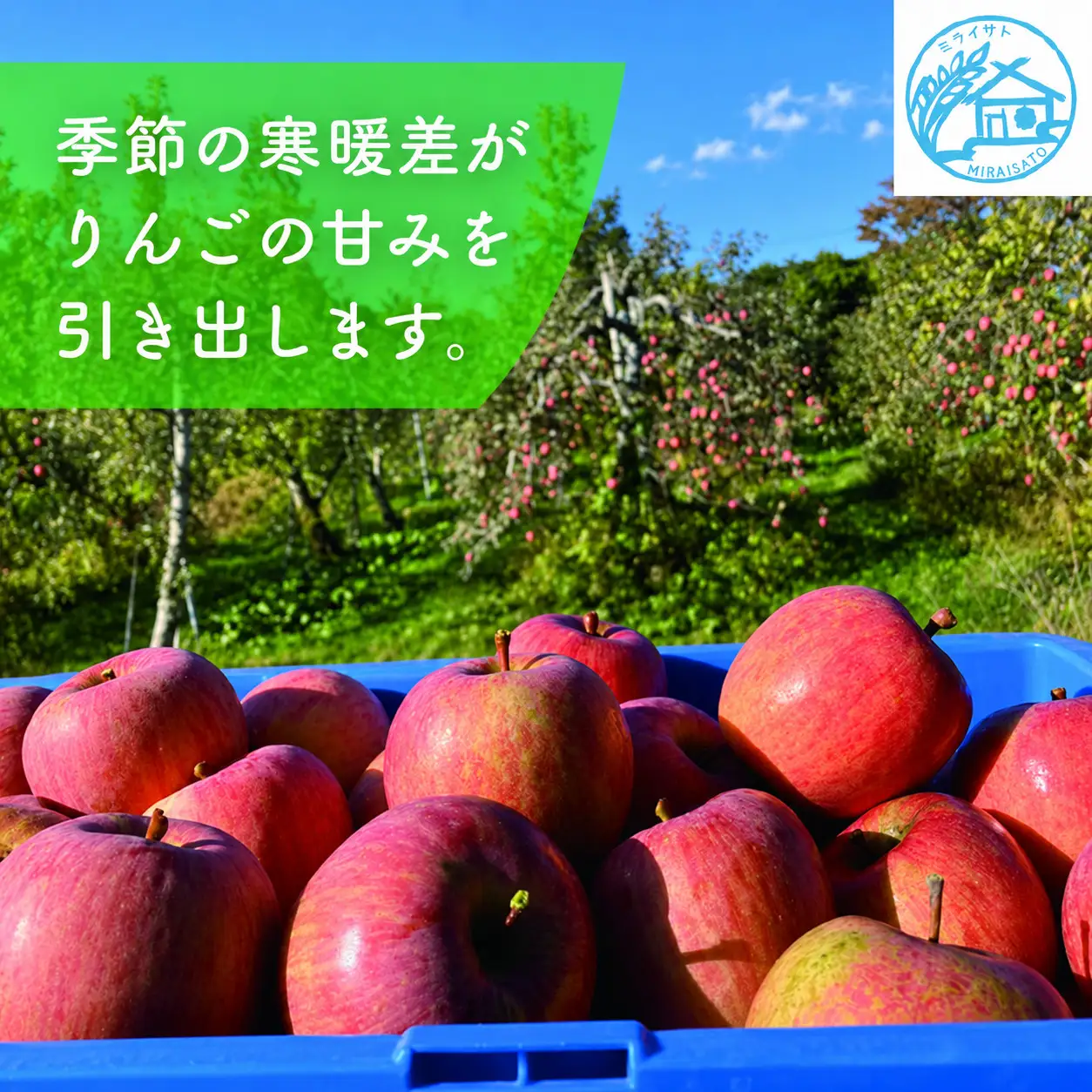 【令和8年産】佐渡産りんご「ふじ」5kg（13～18玉）ミライサト