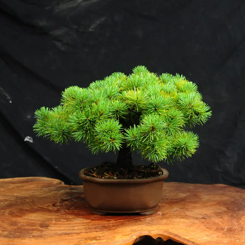 赤石の泉 赤石五葉松（鉢植え） E-33