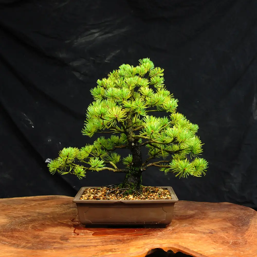 赤石の泉 赤石五葉松（鉢植え） I-33