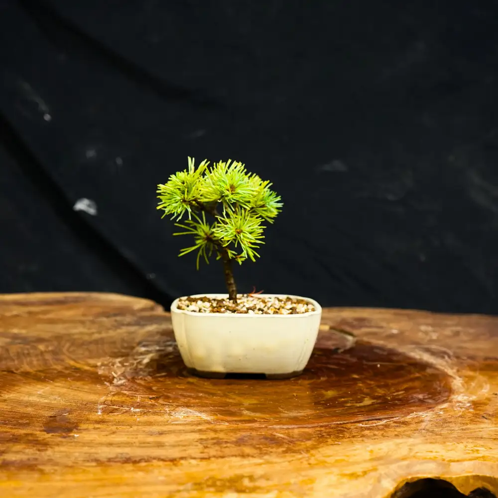 赤石の泉 赤石五葉松（鉢植え） F-158