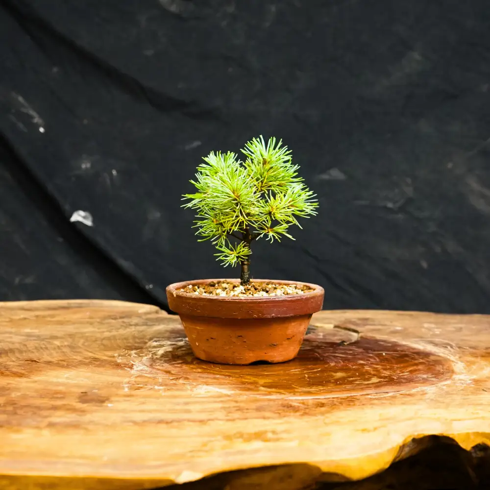 赤石の泉 赤石五葉松（鉢植え） F-161