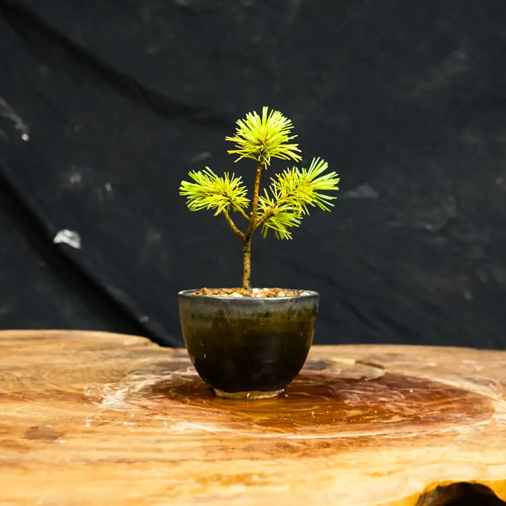 赤石の泉 赤石五葉松（鉢植え） F-164