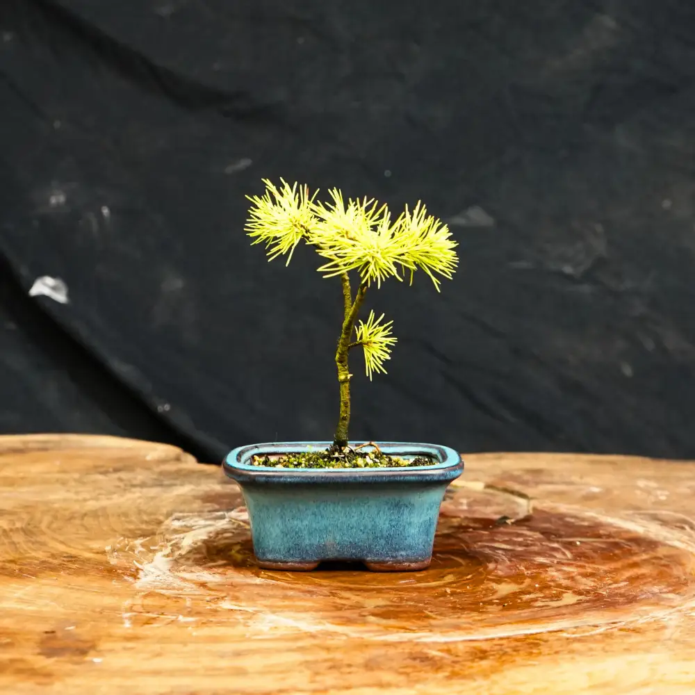 赤石の泉 赤石五葉松（鉢植え） F-167