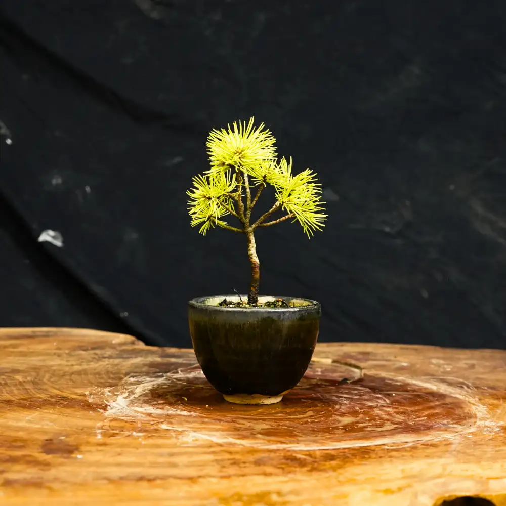 赤石の泉 赤石五葉松（鉢植え） F-170
