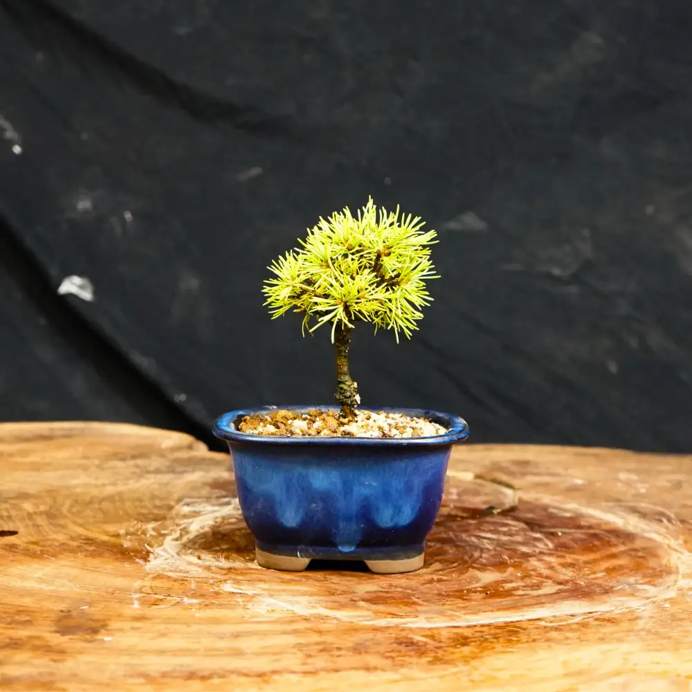 赤石の泉 赤石五葉松（鉢植え） F-173