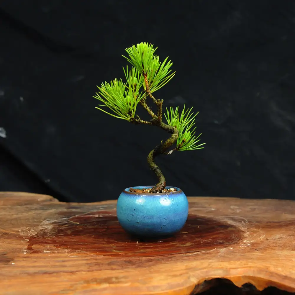 赤石の泉 黒松（鉢植え） S-31