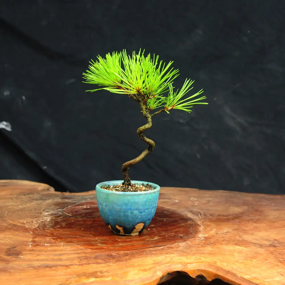 赤石の泉 黒松（鉢植え） S-34