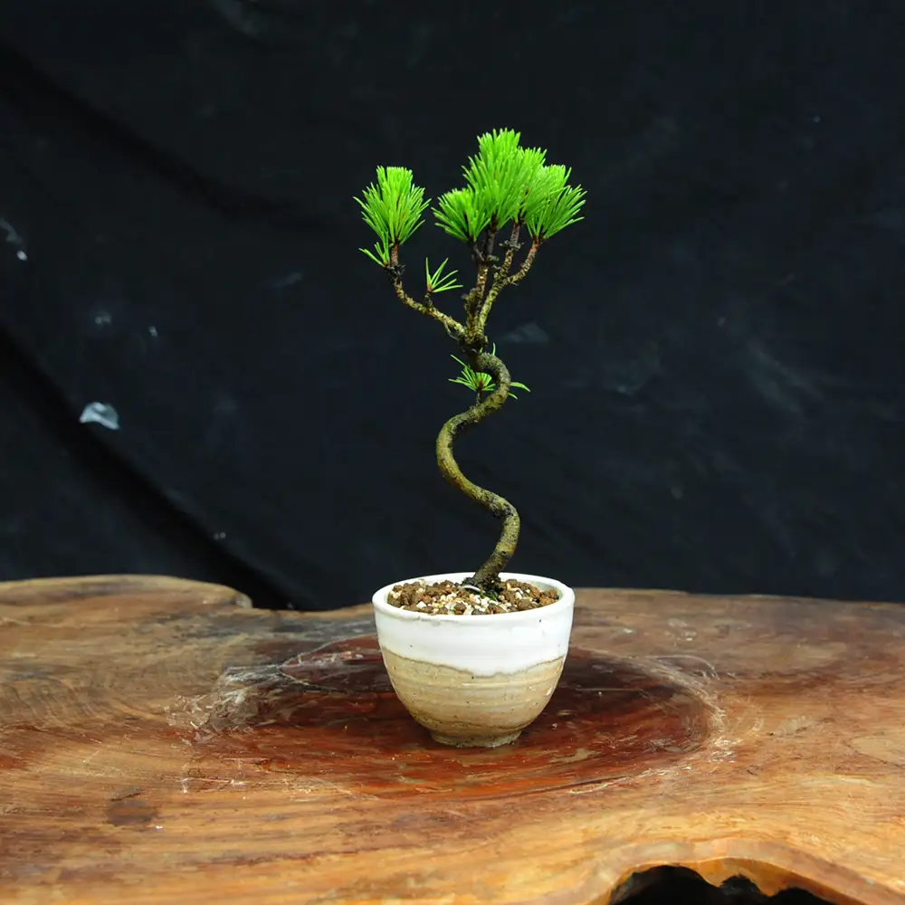 赤石の泉 黒松（鉢植え） S-37
