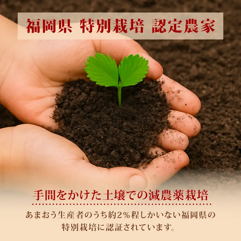 【2027年2月発送】訳あり 福岡県産 あまおう 約250g～約270g×8P いちご 苺 イチゴ 期間限定 ULU