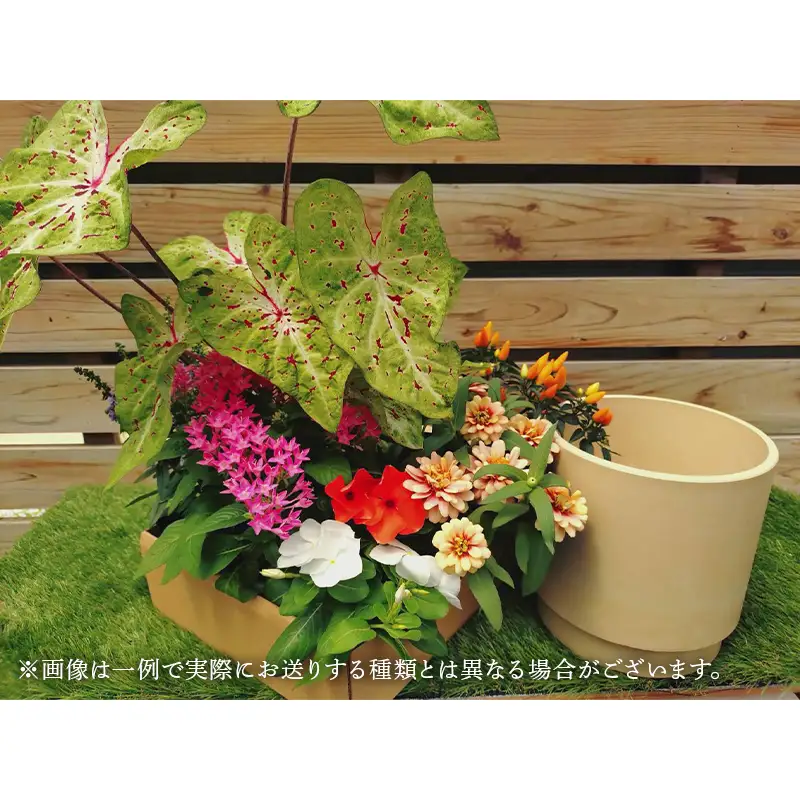 産地直送！季節の花の寄せ植えキット（6～7ポット） 花 花苗 苗 セット 寄せ植え 花壇 ガーデニング F6L-1528