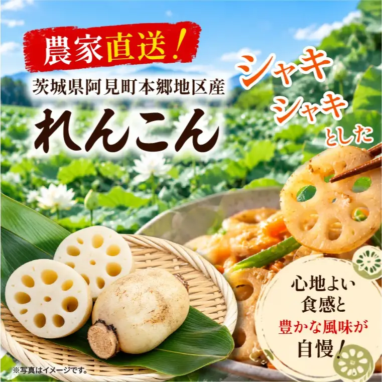 先行予約 れんこん 2kg お多福れんこん 蓮根 レンコン 農家直送 産地直送 新鮮 野菜 根菜 有機肥料 【2026年9月より順次発送】（111-01）