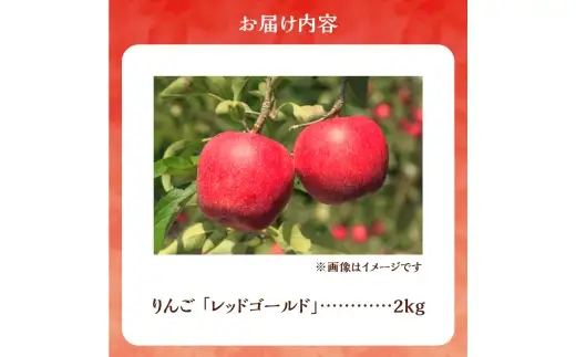 【先行予約：2026年10月中旬より発送】りんご（レッドゴールド）2kg【北海道余市町産】_Y103-0088