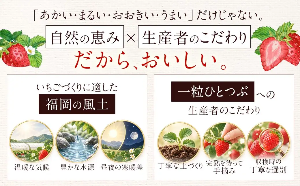 あまおう （ グランデ等級以上 ） 約250  × 4P 計約1,000 ～ 1,080g いちご イチゴ 苺 果物 くだもの フルーツ 果実 果肉 いちごの王様 国産 福岡県産 冷蔵 【 2027年2月上旬～4月下旬発送予定 】