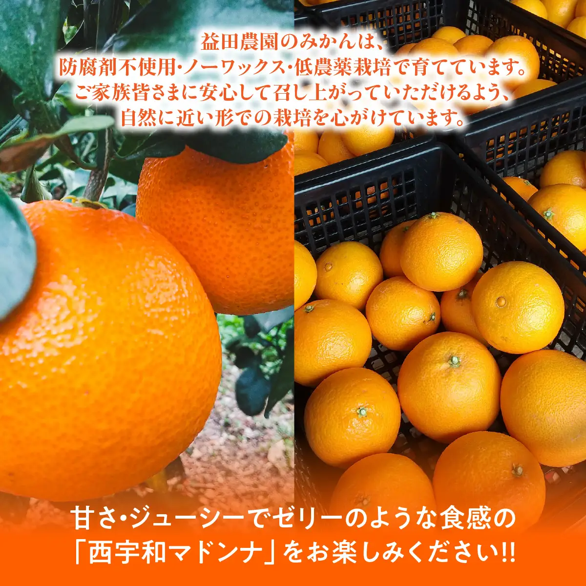 【先行受付】ゼリーのような食感で大人気の「西宇和マドンナ」（紅マドンナと同品種）３ｋｇ【103-6】　YWTBZ002