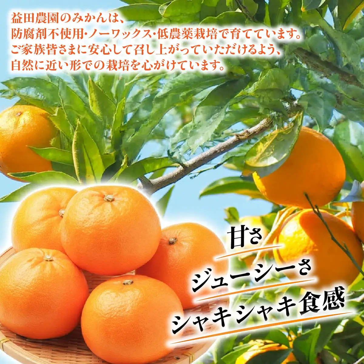 【先行受付】愛媛オリジナルの高級柑橘『甘平（かんぺい）』　3ｋｇを可愛いいみきゃん箱でお届け！！【103-5】　YWTBZ003