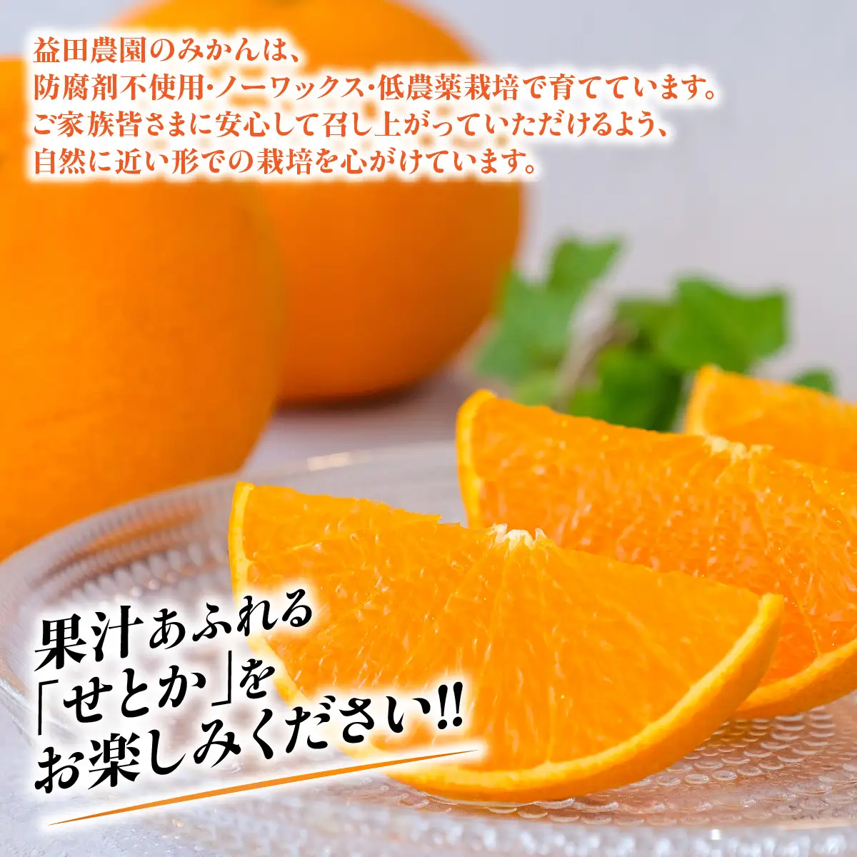 【先行受付】とても甘く、とろける食感・柑橘の大トロと呼ばれる愛媛の高級柑橘『せとか』3.3kg《訳あり》農園直送！【103-3】　YWTBZ004