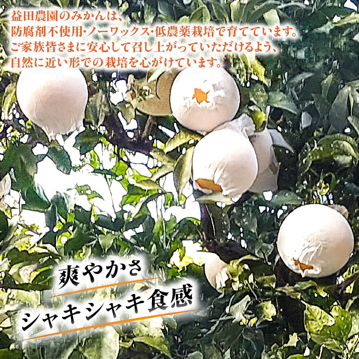 【先行受付】愛媛県八幡浜市産◆しらぬい◆（デコポンと同品種）農家直送でお届け≪訳あり≫５ｋｇ【103-2】　YWTBZ005