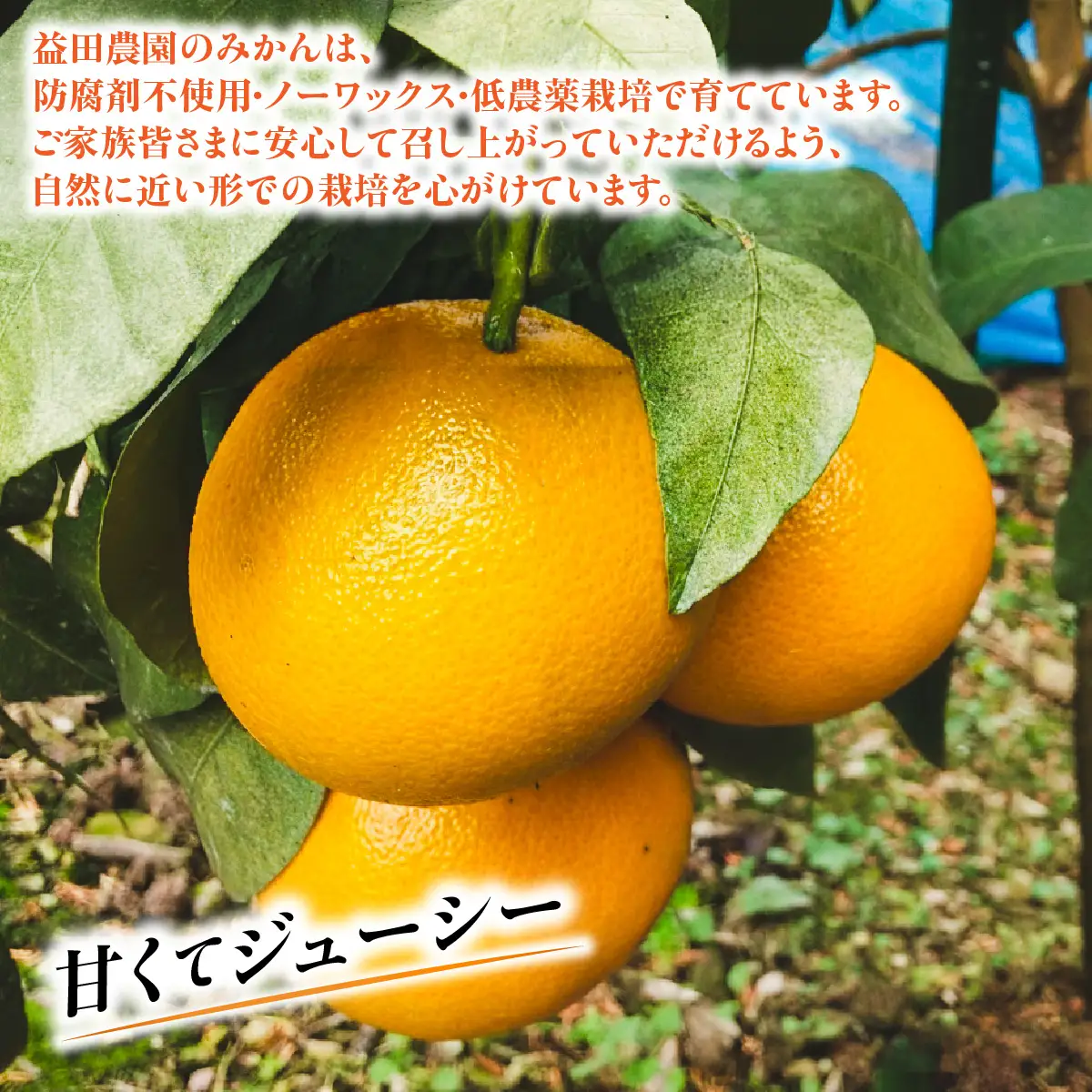 【先行受付】■甘平と■紅マドンナの良いとこどり！◆「西宇和プリンセス」（紅プリンセス、愛果48号と同品種）３㎏【103-7】　YWTBZ006