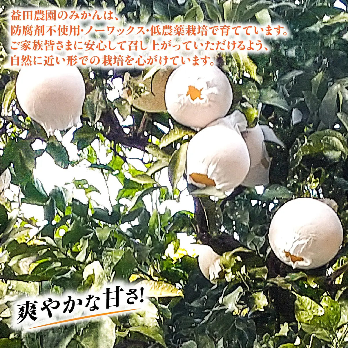 【先行受付】◆愛媛みかん西宇和益田農園より直送～　「清見オレンジ」爽やかな甘さが魅力！！　５kｇ【103-4】　YWTBZ007