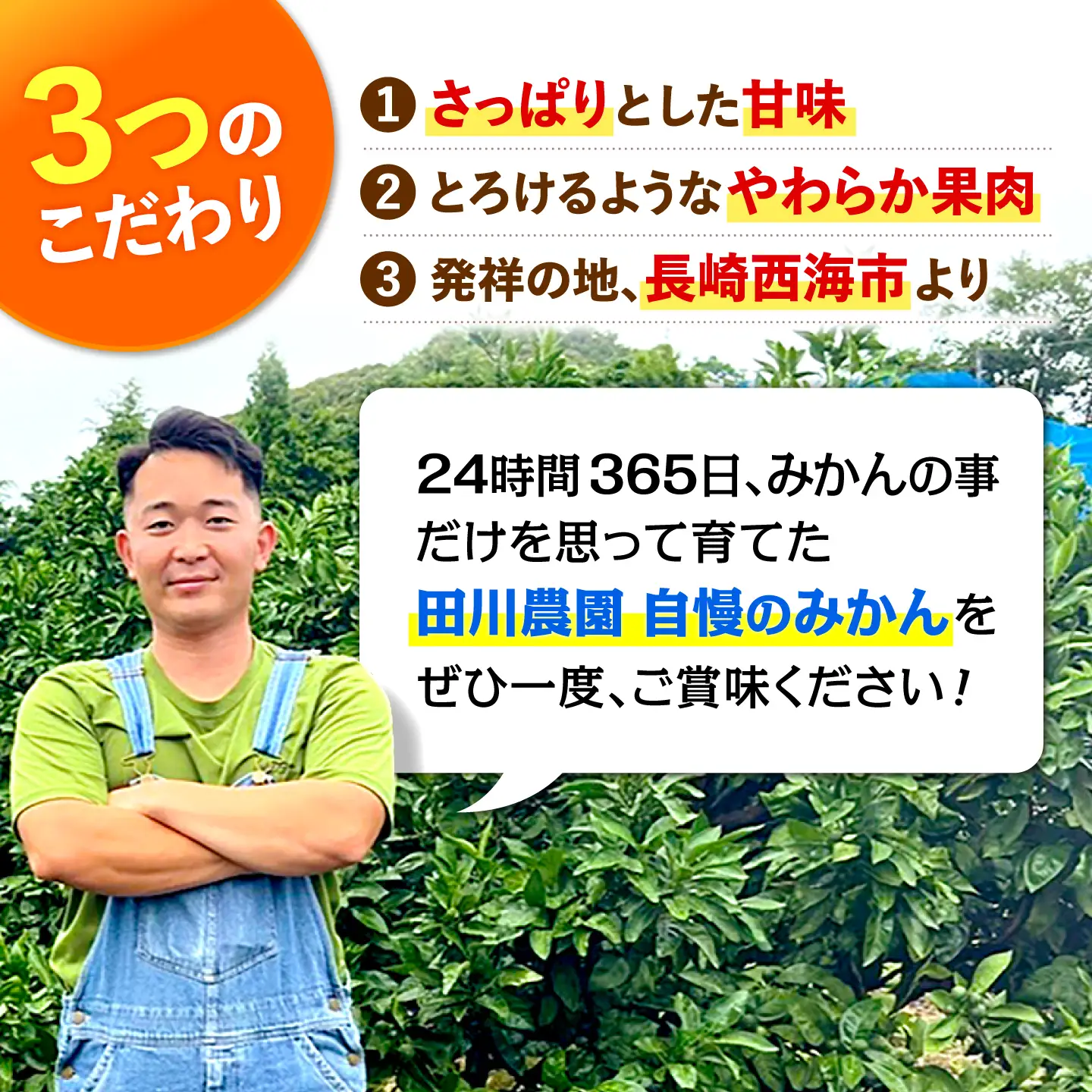 みかん 約5kg [CGR003] みかん