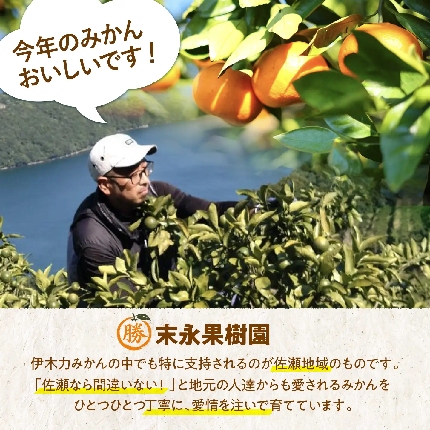 【2回定期便】伊木力温州みかん3kg (ご家庭用、箱入り) / 伊木力 温州みかん みかん ミカン 蜜柑 佐瀬 諫早 多良見 長崎 / 末永果樹園[AHBD008]