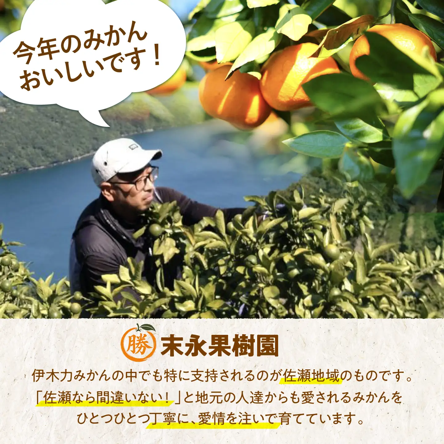 【3回定期便】伊木力温州みかん3kg (ご家庭用、箱入り) / 伊木力 温州みかん みかん ミカン 蜜柑 佐瀬 諫早 多良見 長崎 早生 / 末永果樹園[AHBD009]
